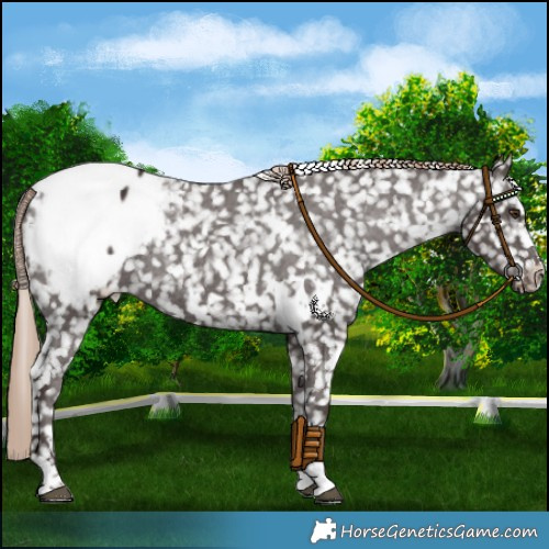 Horse Color:White Spotted Liver Chestnut Snowcap Rabicano 