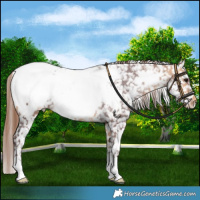 Horse Color:White Spotted Chocolate Buckskin Sabino Near Fewspot 