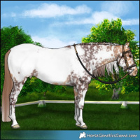 Horse Color:White Spotted Chocolate Buckskin Sabino Appaloosa 