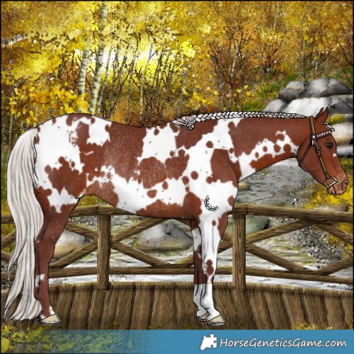 Horse Color:White Spotted Chocolate Silver Brown Varnish Rabicano 