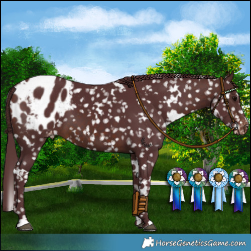 Horse Color:White Spotted Chocolate Brown Appaloosa 