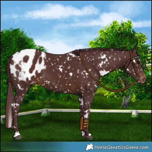 Horse Color:White Spotted Chocolate Brown Appaloosa