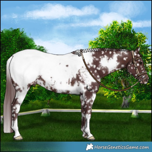 Horse Color:White Spotted Chocolate Brown Near Fewspot 
