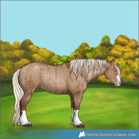 Horse Color:Gray Silver Grullo Pearl Appaloosa Rabicano Brindle 