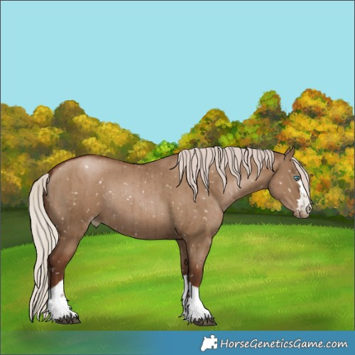 Horse Color:Gray Silver Grullo Pearl Appaloosa Rabicano Brindle 
