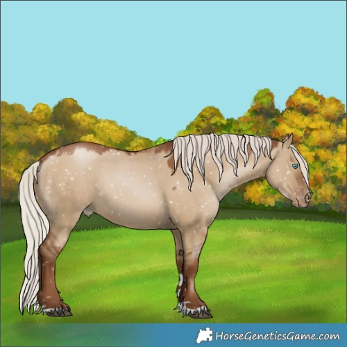 Horse Color:Gray Silver Grullo Pearl Appaloosa Rabicano 