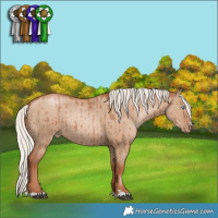 Horse Color:Silver Grullo Pearl Rabicano Brindle