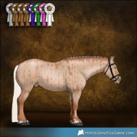 Horse Color:Silver Grullo Pearl Rabicano Brindle 
