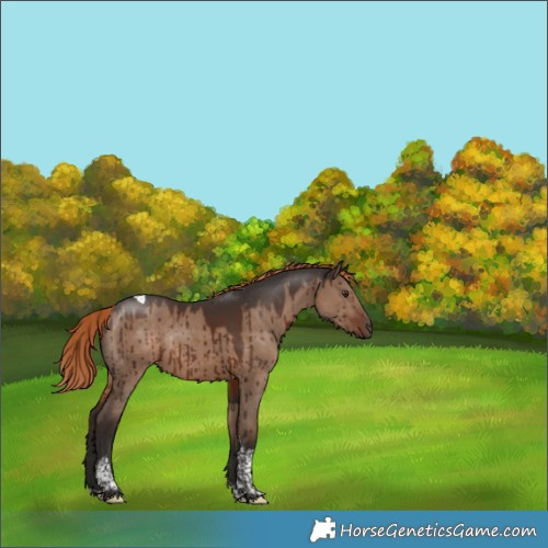 Horse Color:Liver Red Dun Tobiano Rabicano Brindle 