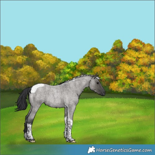 Horse Color:Grullo Roan Tobiano Rabicano Brindle 