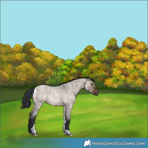 Horse Color:Brown Roan Dun Tobiano Rabicano Brindle 