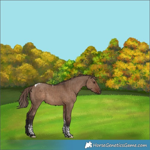 Horse Color:Liver Red Dun Tobiano Rabicano Brindle 