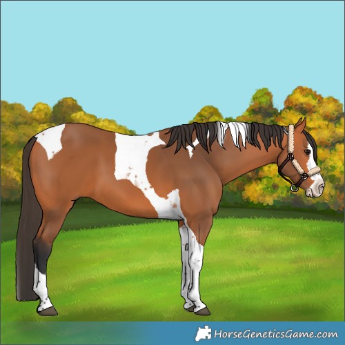 Horse Color:Bay Splash Tobiano