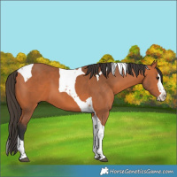 Horse Color:Bay Splash Tobiano 