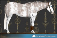Horse Color:Chocolate Silver Smoky Black Sabino Splash Appaloosa 