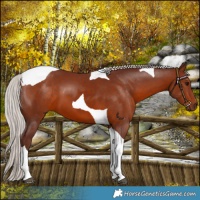 Horse Color:Chocolate Silver Brown Tobiano