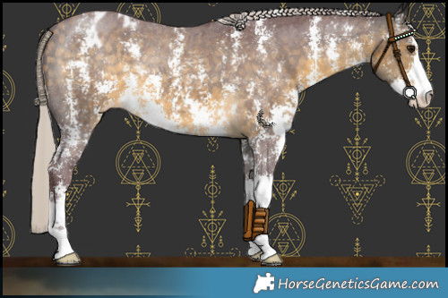 Horse Color:Chocolate Silver Buckskin Sabino Appaloosa 