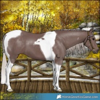 Horse Color:Chocolate Silver Black Tobiano 