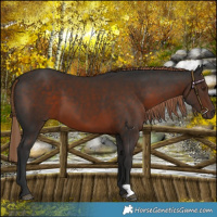 Horse Color:Liver Chestnut 