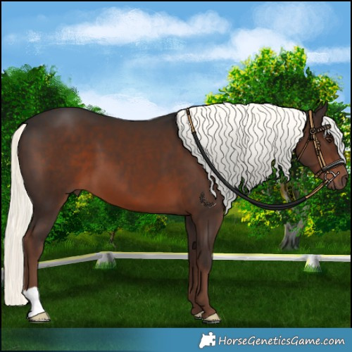 Horse Color:Liver Chestnut Mushroom 