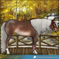 Horse Color:Liver Chestnut Mushroom 