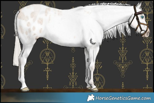 Horse Color:Chocolate Palomino Roan Pearl Blanket
