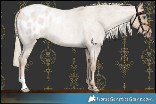 Horse Color:Chocolate Palomino Roan Pearl Appaloosa