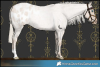 Horse Color:Chocolate Palomino Roan Pearl Appaloosa