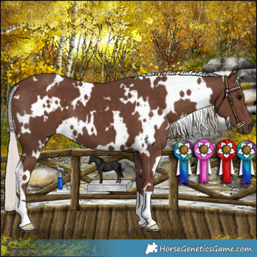 Horse Color:White Spotted Silver Black 