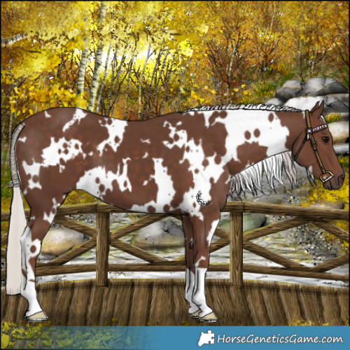 Horse Color:White Spotted Silver Black