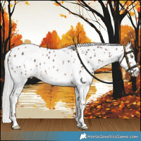 Horse Color:White Spotted Silver Brown Mushroom Splash Leopard Rabicano 
