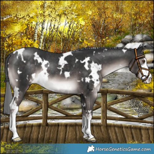 Horse Color:Platinum White Spotted Liver Chestnut Mushroom Rabicano 