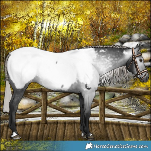 Horse Color:Gray Silver Brown Appaloosa 