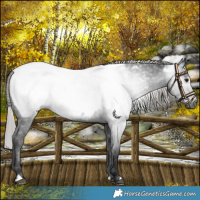 Horse Color:Gray Silver Brown Near Fewspot 