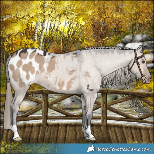 Horse Color:Liver Red Dun Varnish 