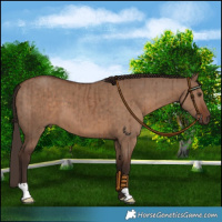 Horse Color:Liver Red Dun Brindle 