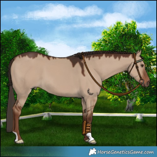 Horse Color:Liver Red Dun 