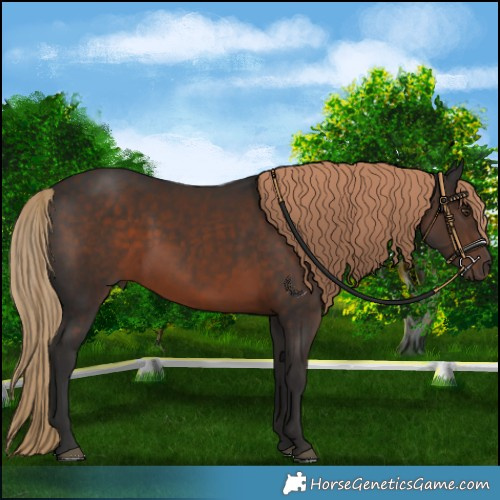 Horse Color:Liver Chestnut 