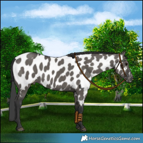 Horse Color:Grullo Appaloosa Brindle 