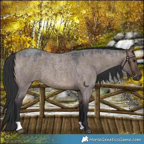 Horse Color:Brown Roan Dun 