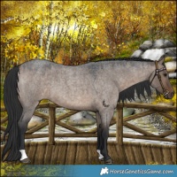 Horse Color:Brown Roan Dun 