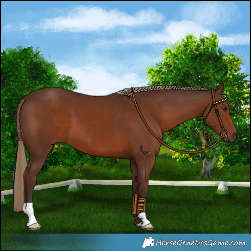 Horse Color:Liver Chestnut 