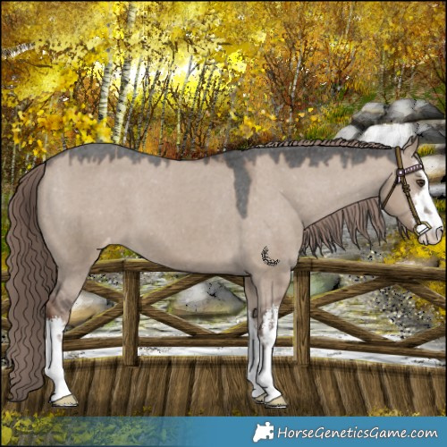 Horse Color:White Spotted Liver Red Dun Appaloosa 