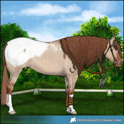 Horse Color:Red Dun Appaloosa 