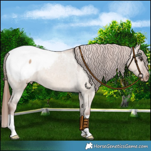 Horse Color:Red Dun Snowcap 
