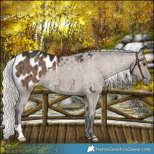 Horse Color:Liver Red Dun Mushroom Blanket Brindle 