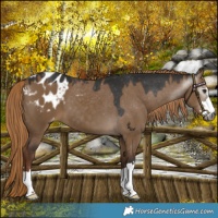 Horse Color:Gray Liver Red Dun Appaloosa 