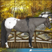 Horse Color:Grullo Snowcap 