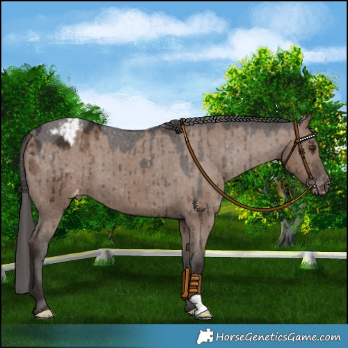 Horse Color:Liver Red Dun Varnish Brindle 