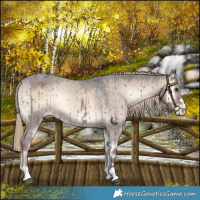 Horse Color:Liver Red Dun Onyx Appaloosa Brindle 